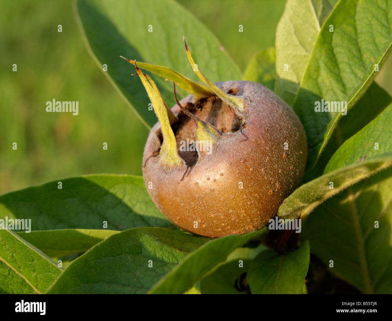 Medlar (Mespilus germanica) Stock Photo