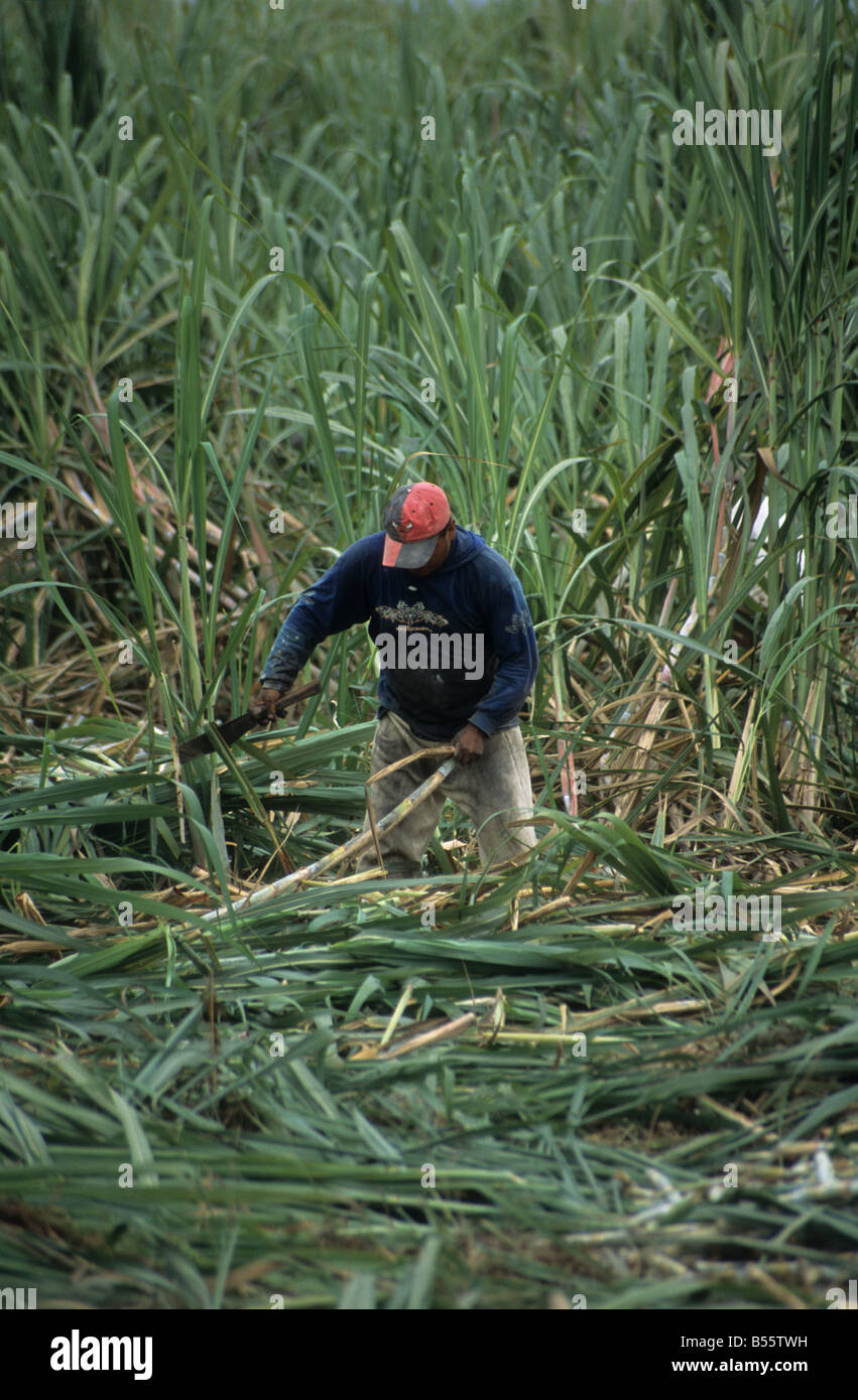Manual harvesting sugar cane hires stock photography and images Alamy