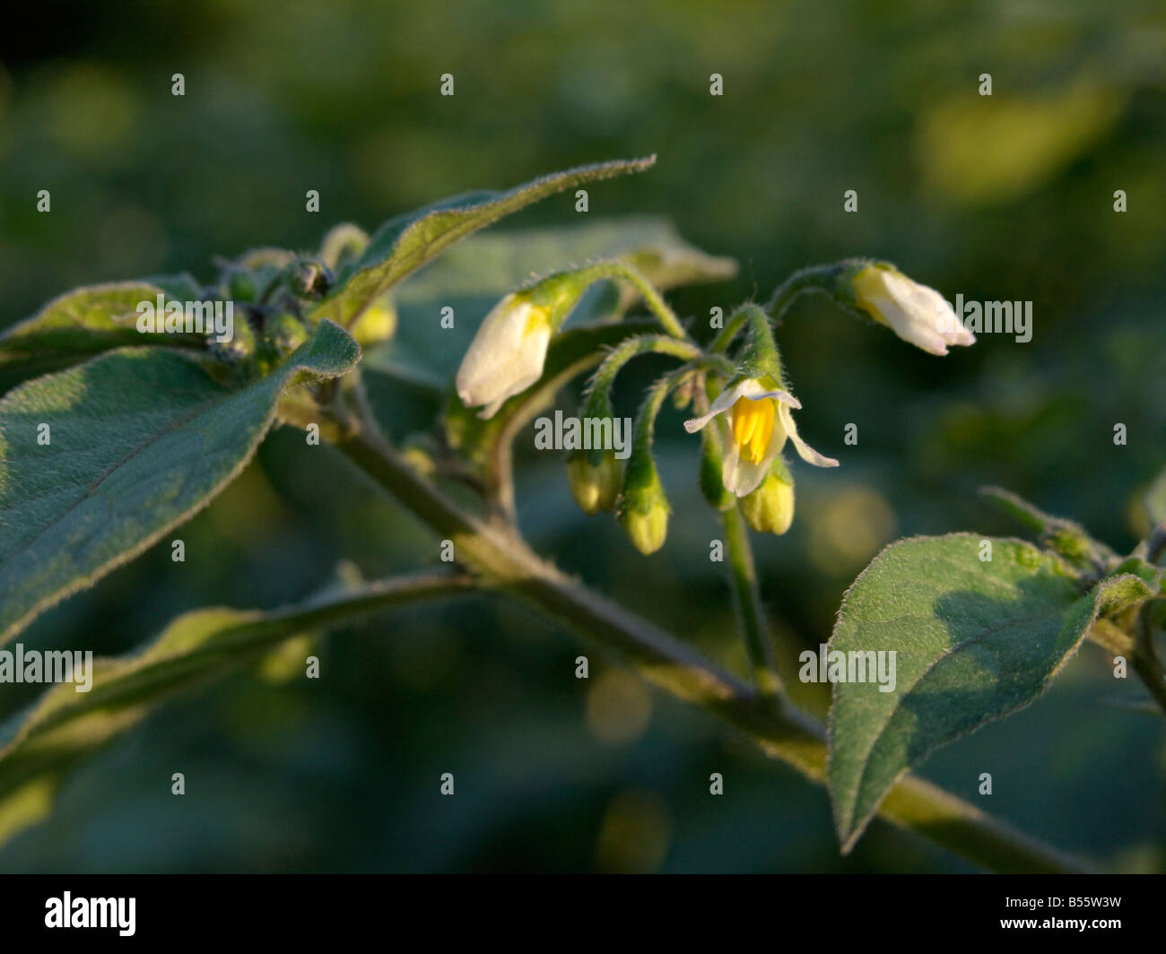 Black nightshade (Solanum nigrum Stock Photo Alamy