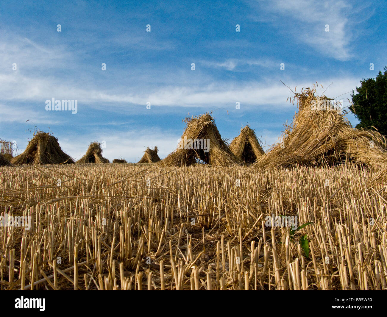 On the corn field in the UK appeared obscene message to Donald Trump On the corn field in the UK appeared obscene message to Donald Trump