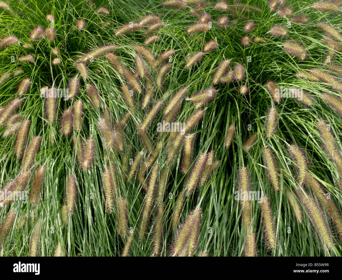Dwarf fountain grass (Pennisetum alopecuroides) Stock Photo