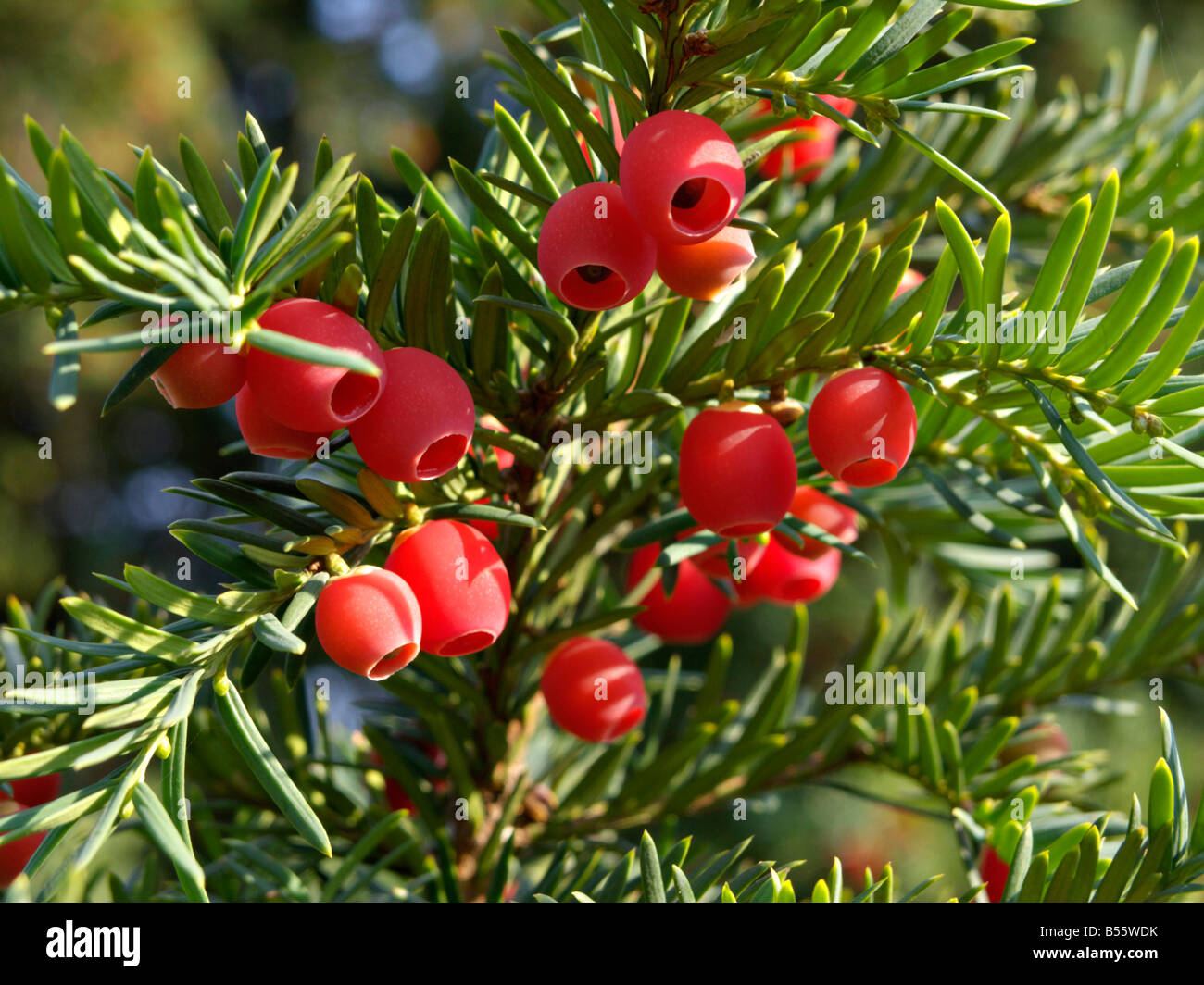 Common Yew Taxus Baccata Stock Photo Alamy