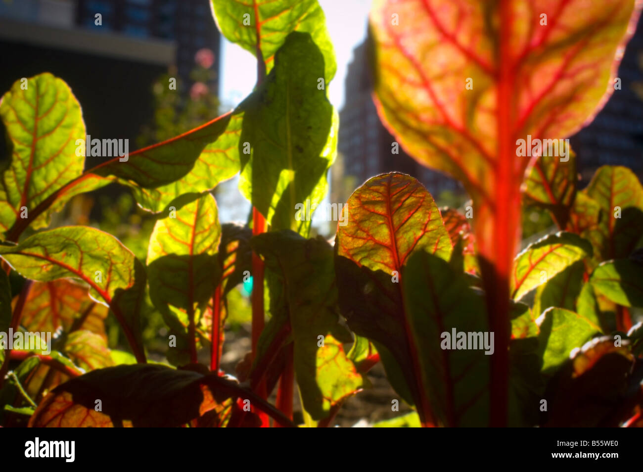 Swiss chard growing in the fall in an urban community garden in New York on October 19 2008 Richard B Levine Stock Photo