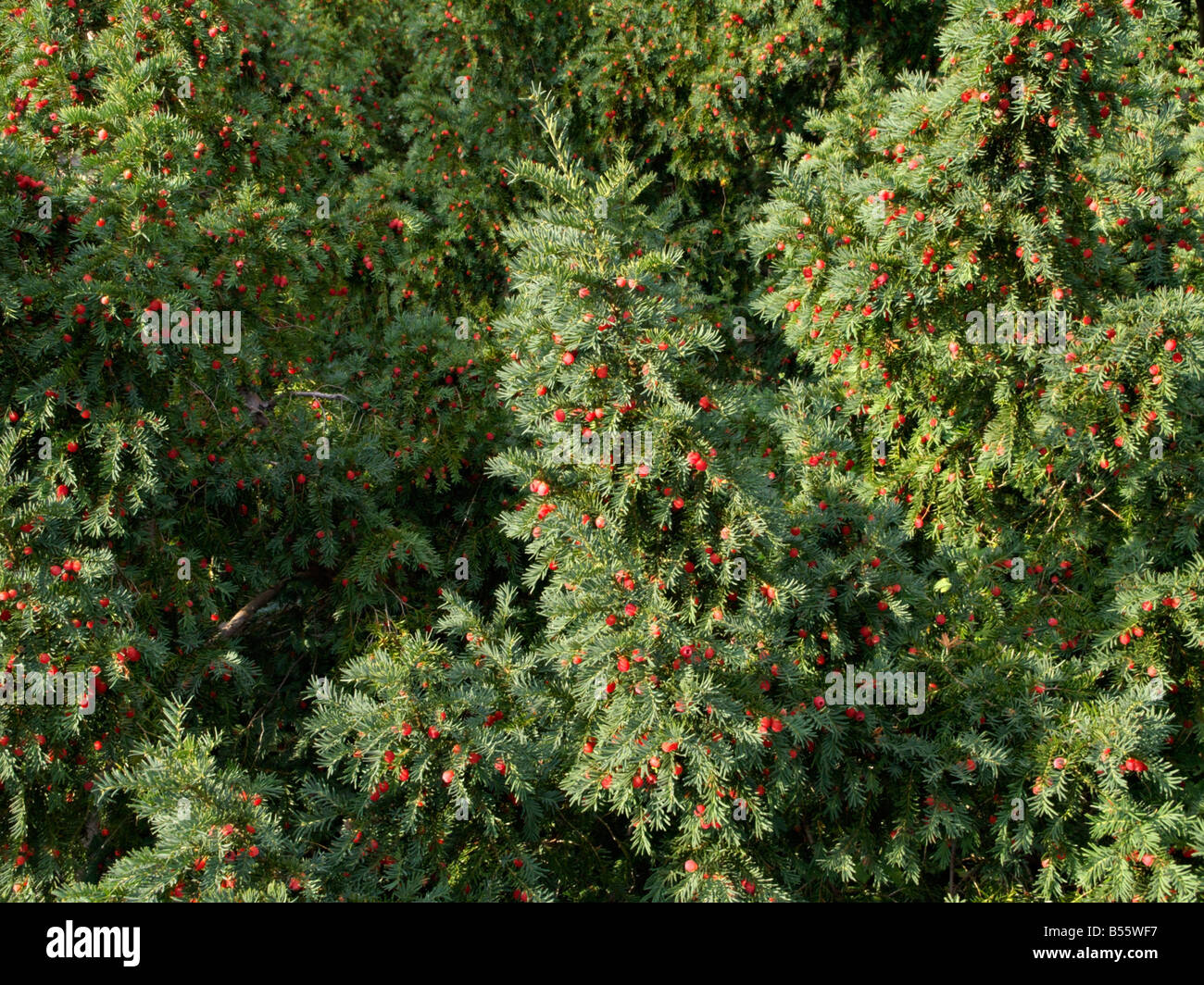 Common yew (Taxus baccata) Stock Photo