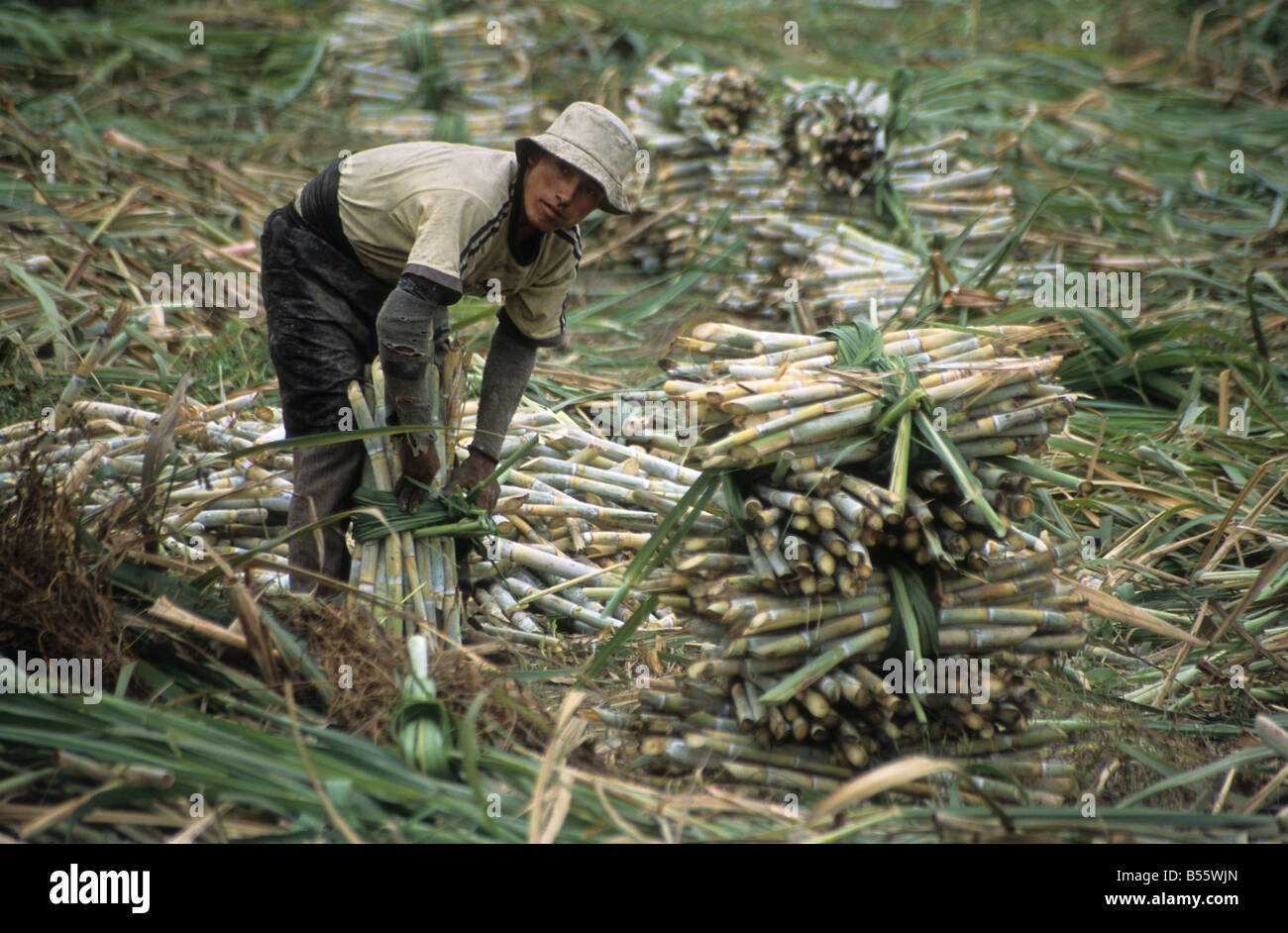 Manual harvesting sugar cane hires stock photography and images Alamy