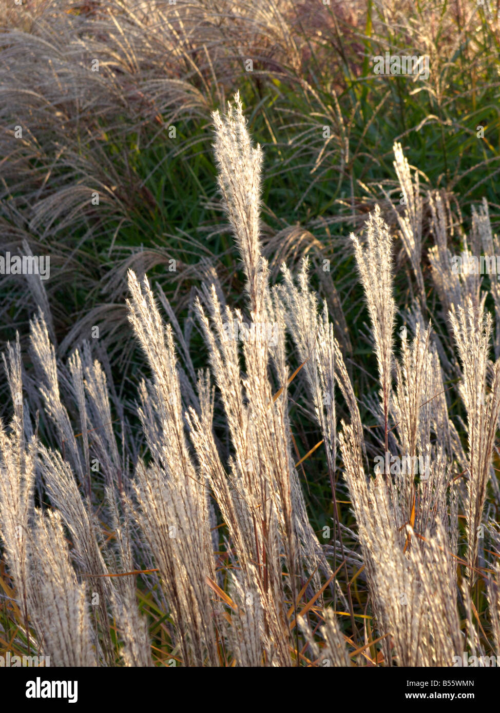 Amur silver grass (Miscanthus sacchariflorus) Stock Photo