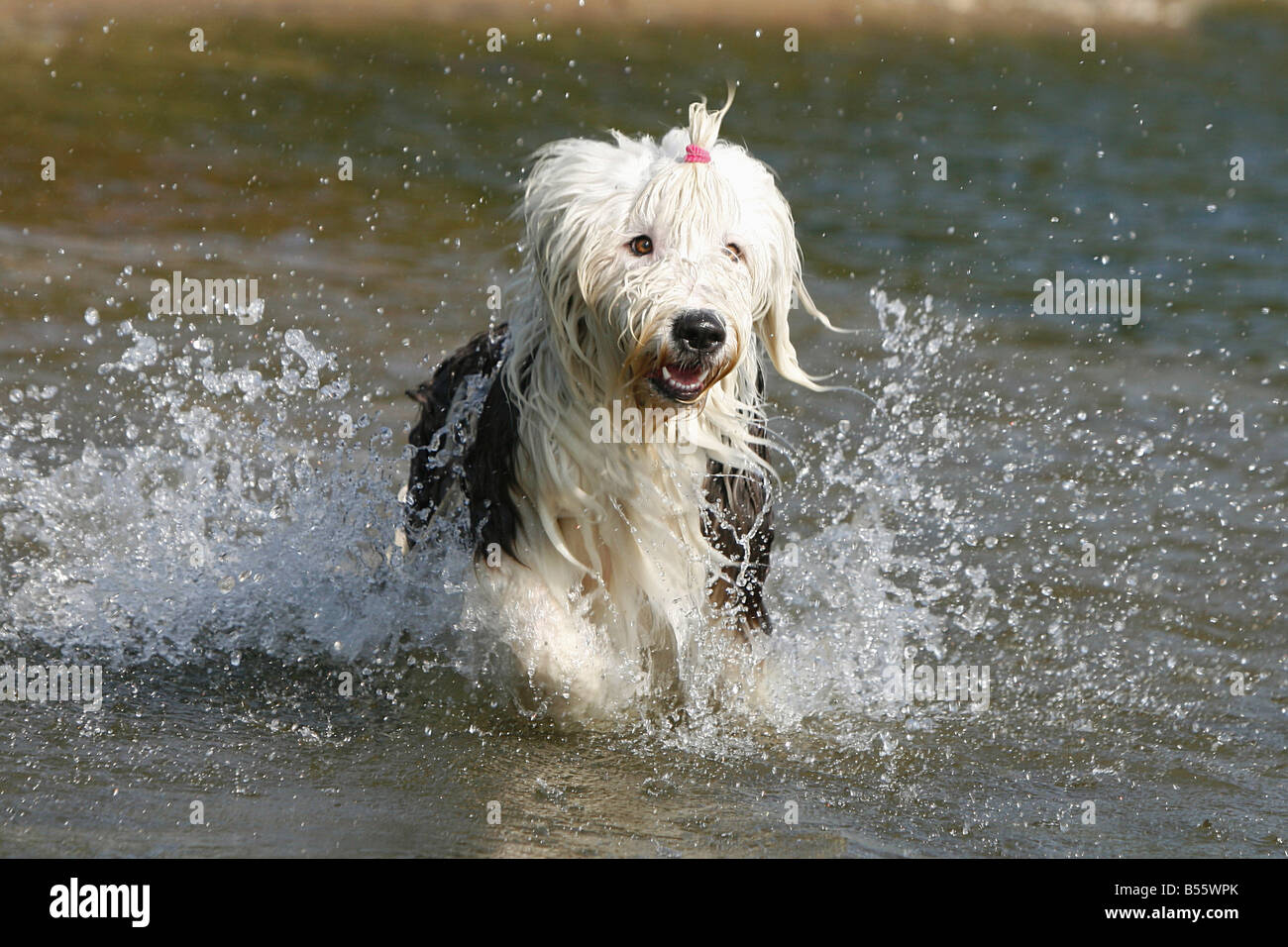 Viejo Pastor Ingles Adulto  Old english sheepdog, English