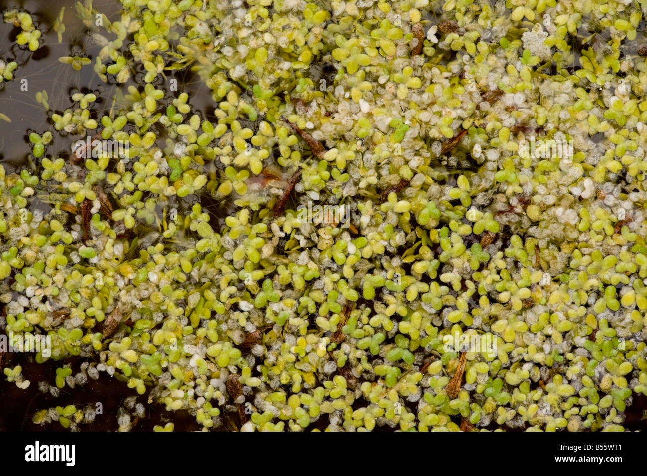 Least duckweed Lemna minuta L minuscula from USA naturalised on pond in France Stock Photo