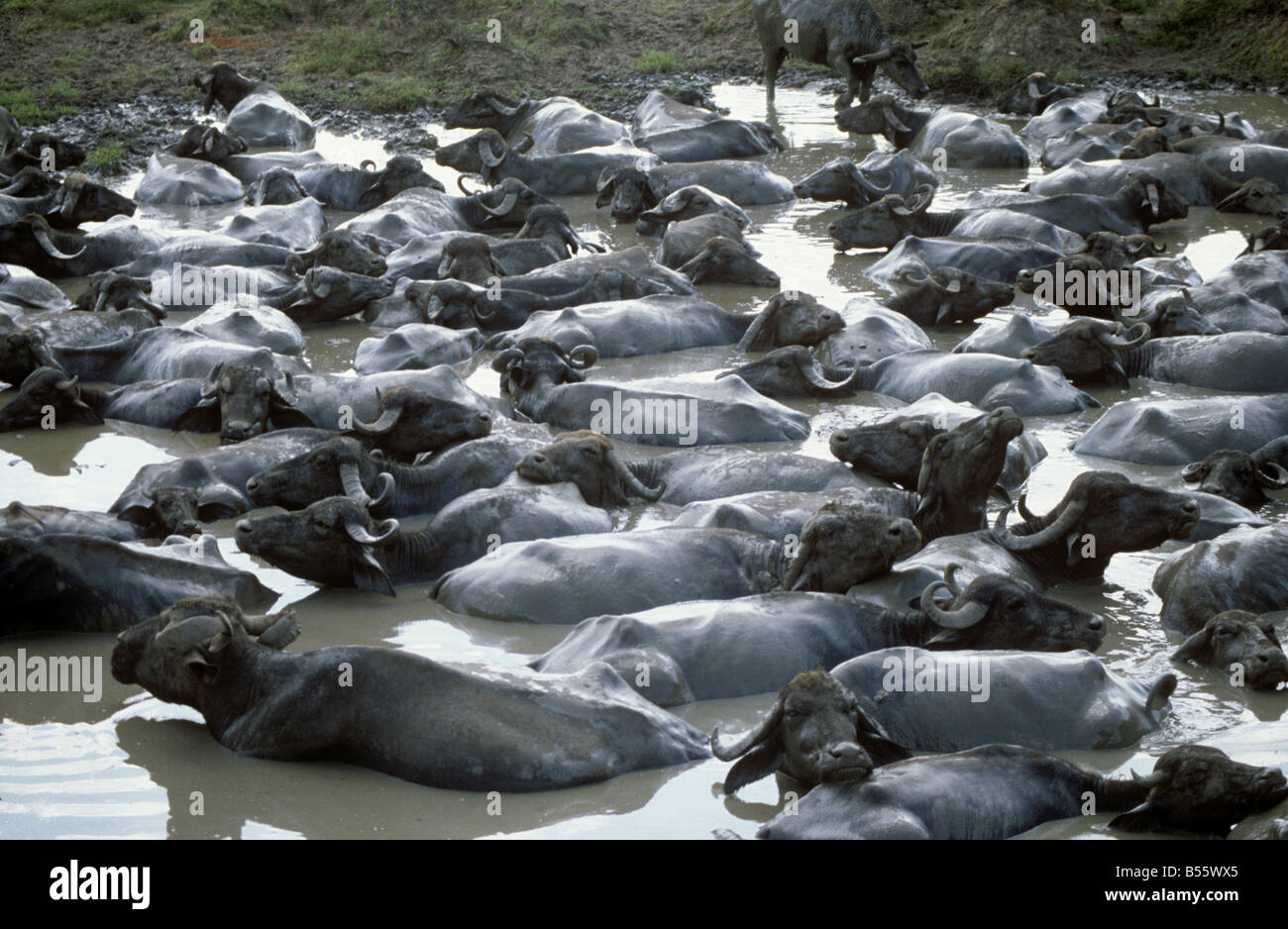 A herd of water buffalo at water hole at Baroda India Stock Photo