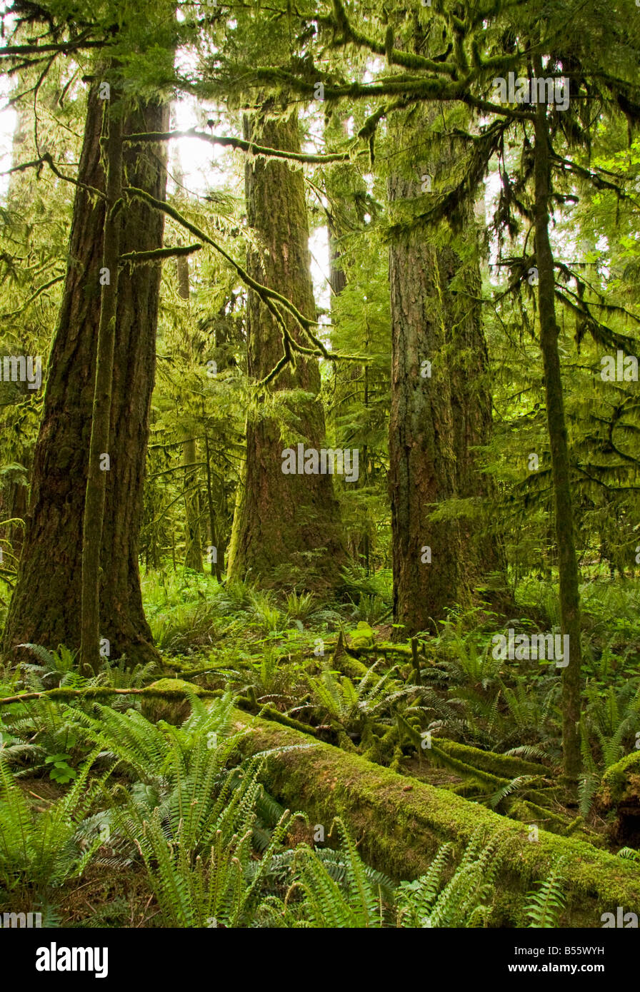 Towering trees at Cathedral Grove - Vancouver Island, British Columbia, Canada Stock Photo