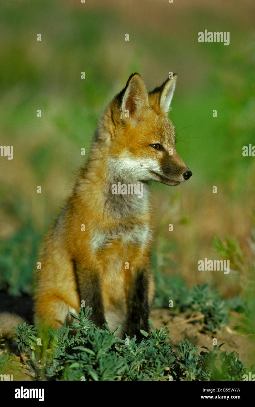 A young Red Fox (Vulpes vulpes) near his den is curious of the photographer taking his picture. Colorado US Stock Photo
