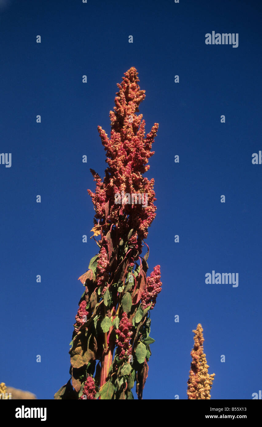Quinoa plant (Chenopodium quinoa), Sacred Valley, Peru Stock Photo