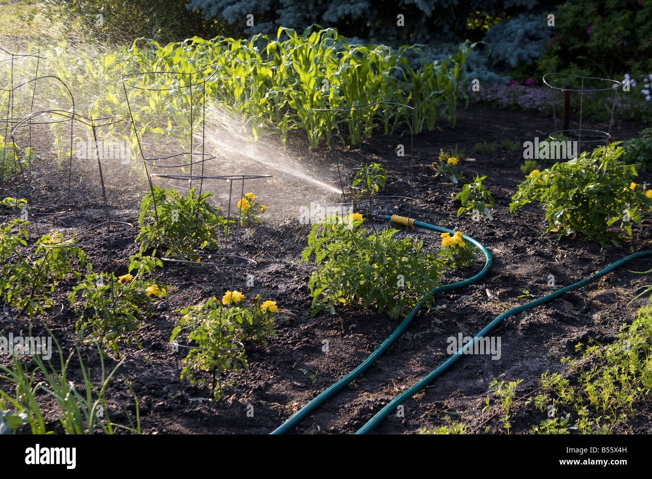 Spray from a hose watering a vegetable garden Stock Photo Alamy