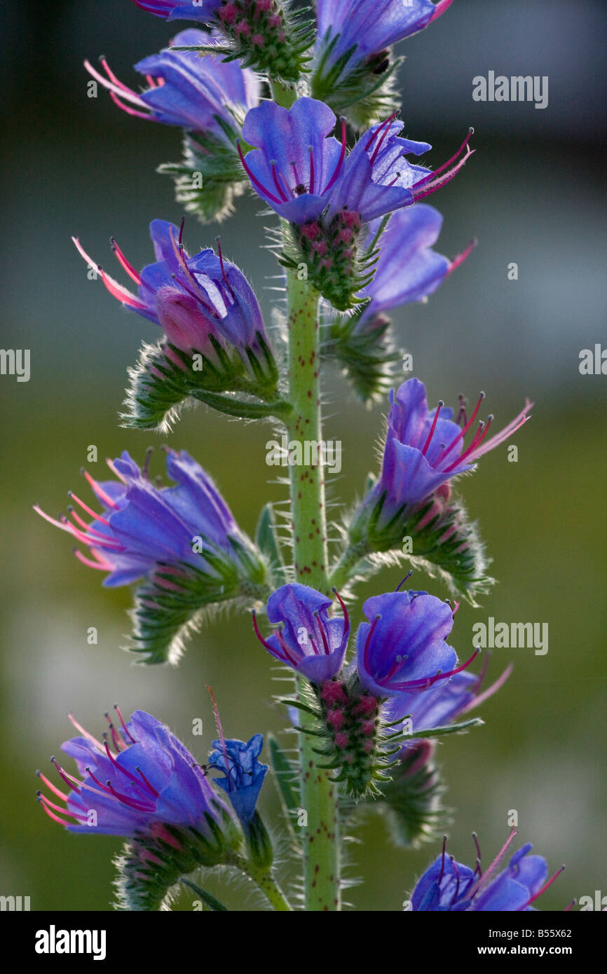 Viper's Bugloss Echium vulgare in flower Common plant of roadsides and grasslands Slovenia Stock Photo