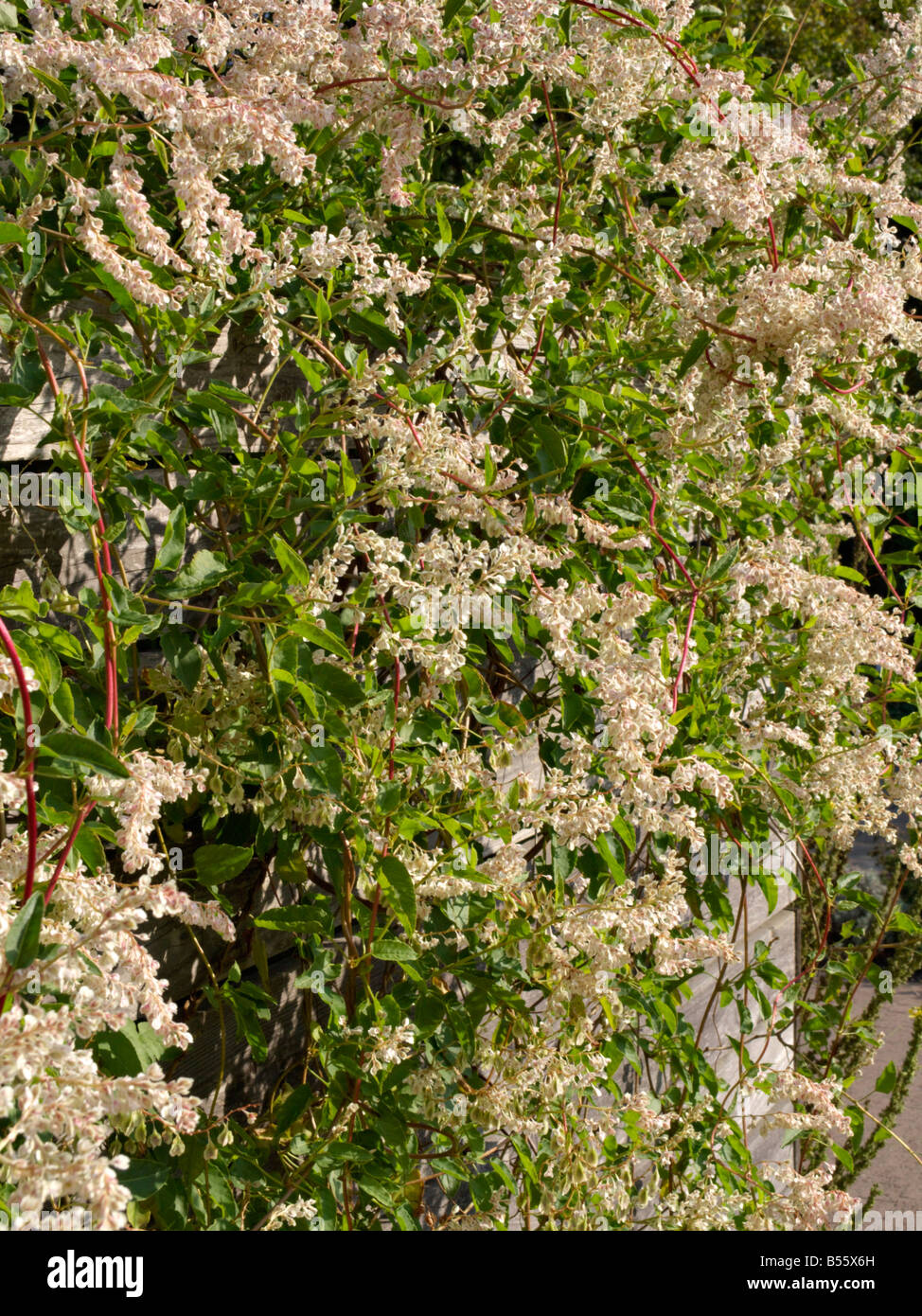 Russian vine (Fallopia aubertii syn. Polygonum aubertii Stock Photo - Alamy