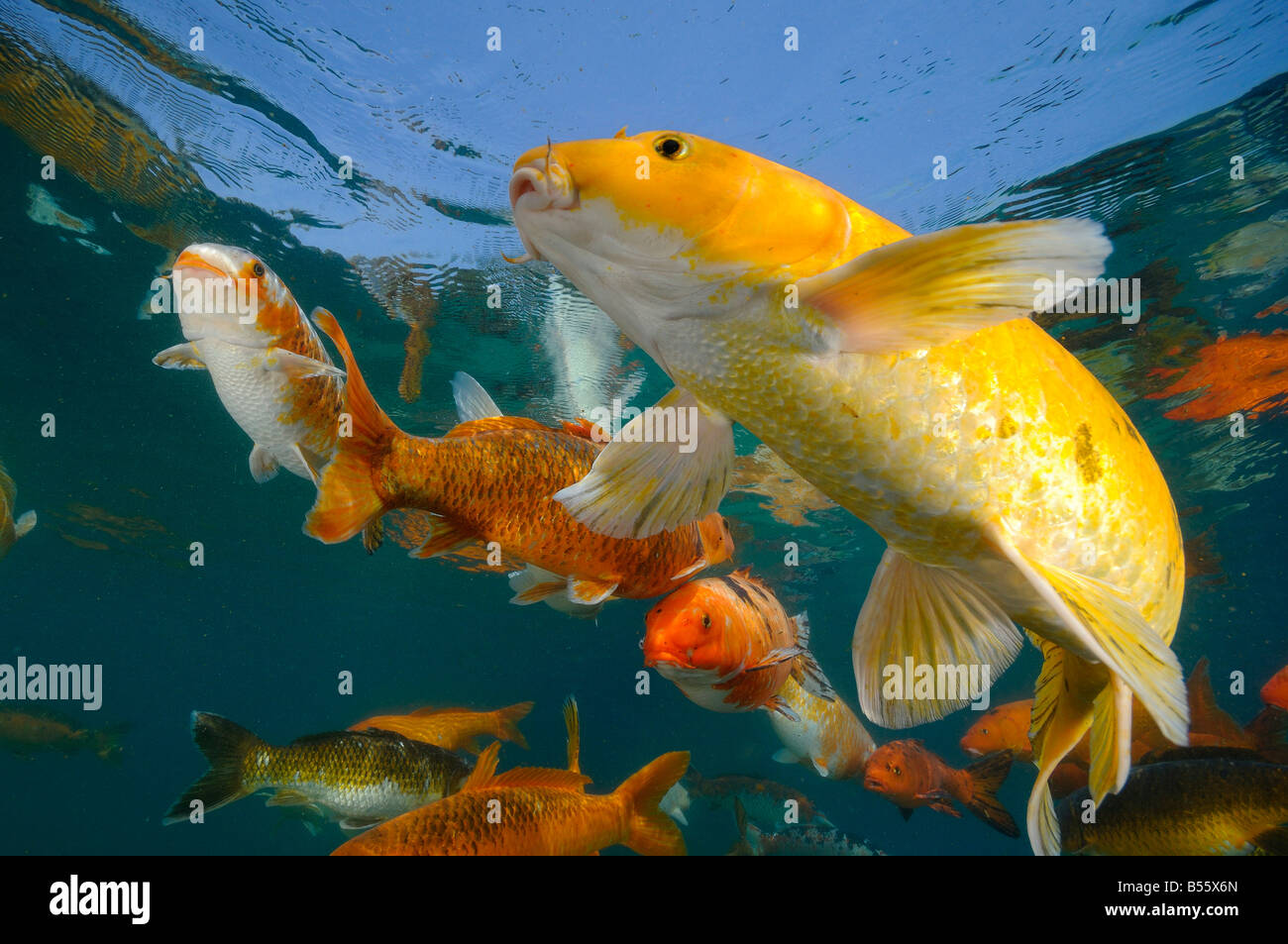 Koi are freshwater carp raised in ponds Stock Photo