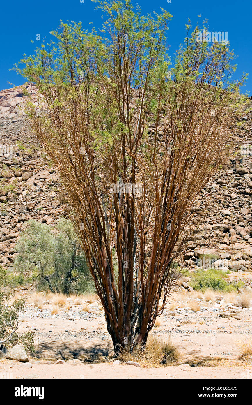 Acacia Acacia montis-usti tree in Brandberg mountain massif in Damaraland Namibia Stock Photo