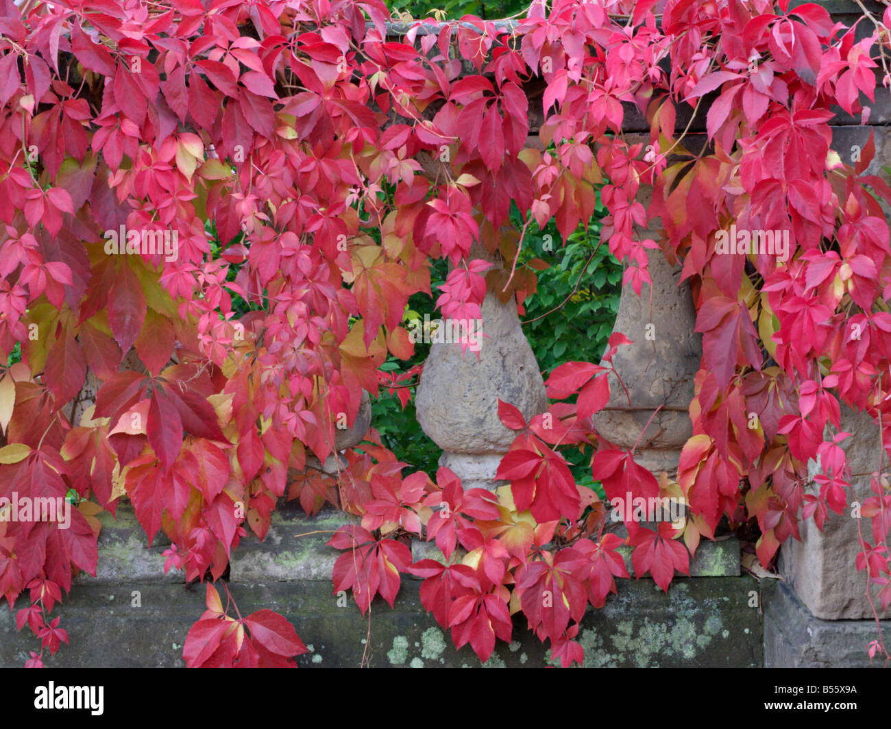 Virginia creeper (Parthenocissus quinquefolia) Stock Photo