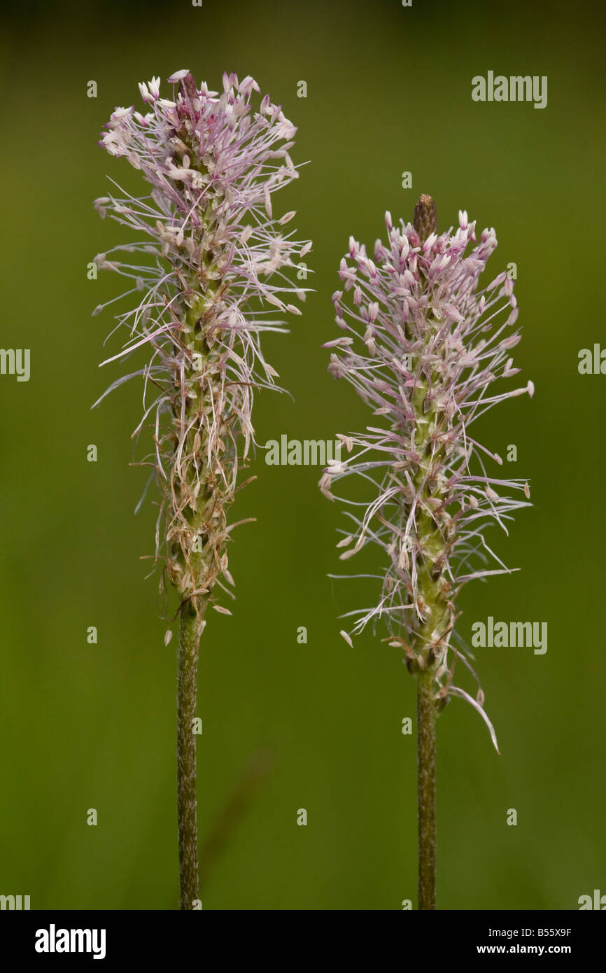 Hoary Plantain Plantago media in flower in calcareous grassland Slovenia Stock Photo