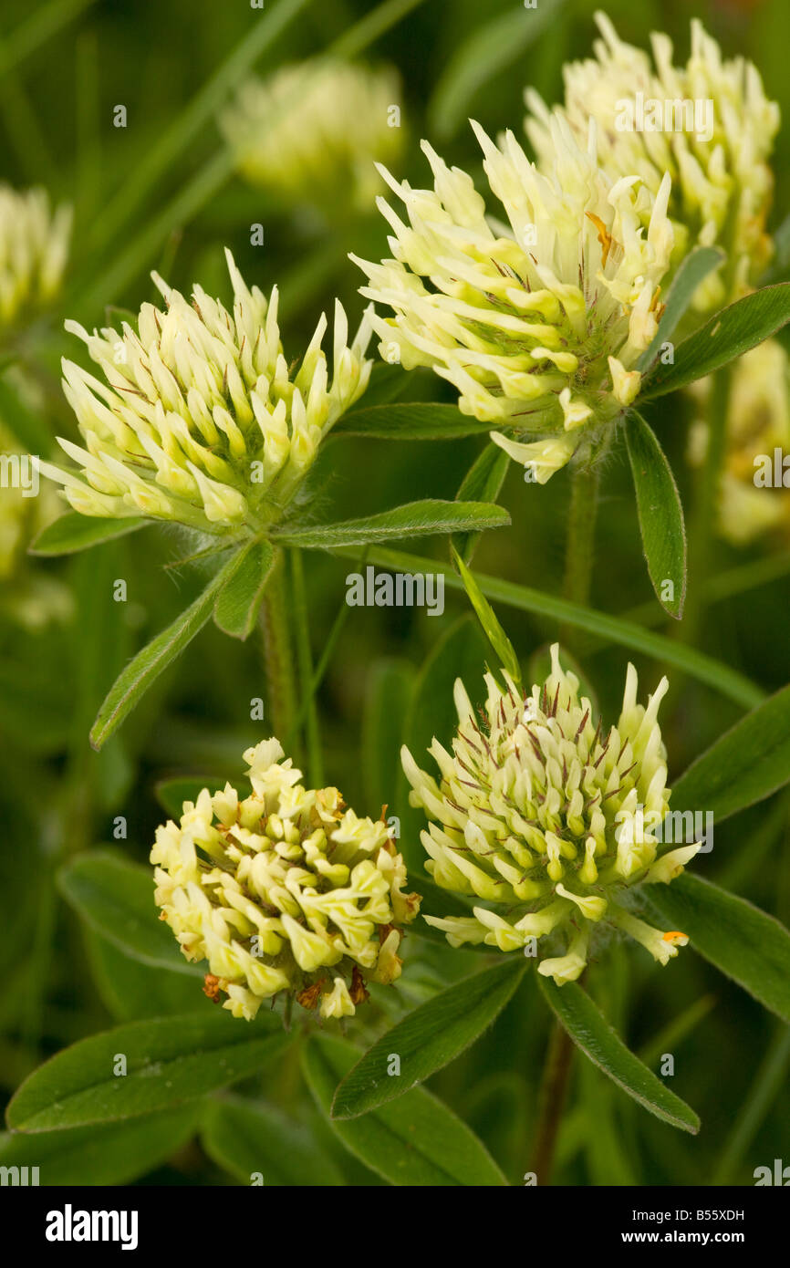 Sulphur Clover Trifolium ochroleucon very rare grassland plant in eastern England Stock Photo