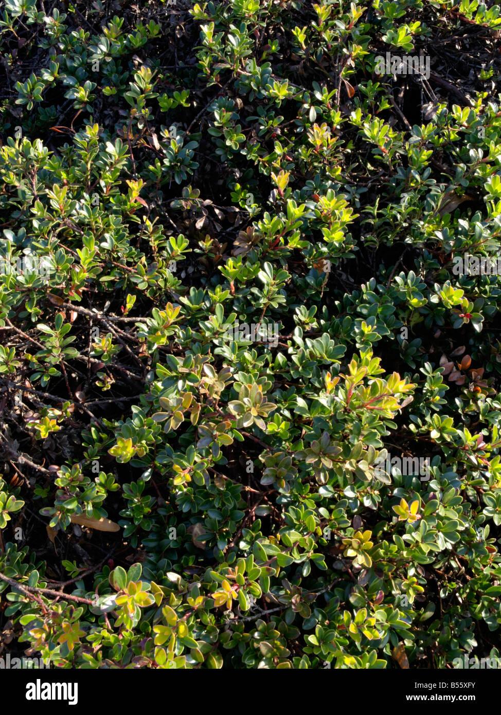 Bearberry (Arctostaphylos uva-ursi) Stock Photo