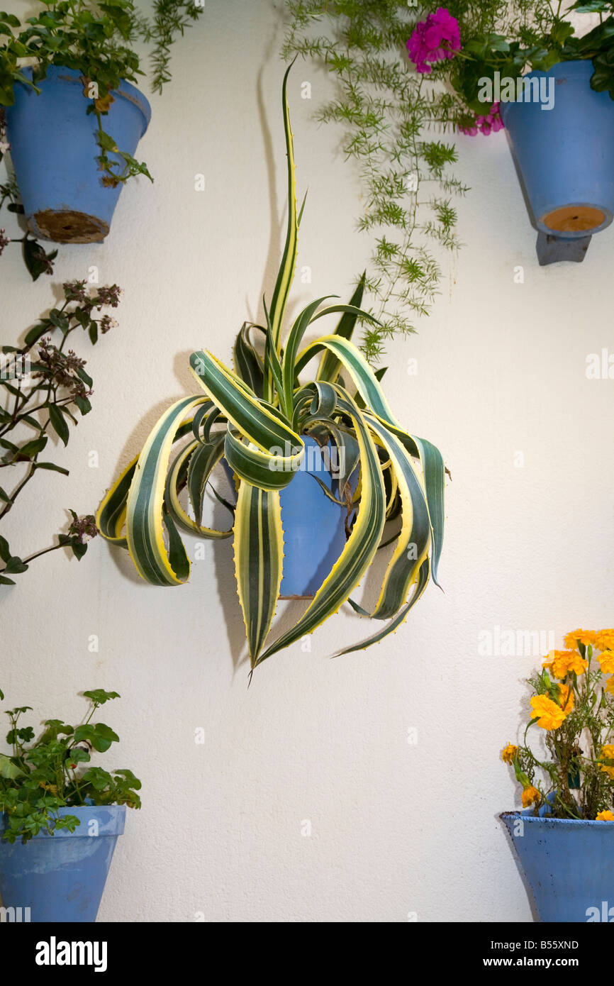 Bright blue coloured plant pots on a whitewashed wall in Spain Stock Photo