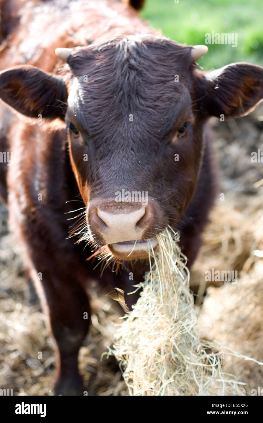 A calf feeding Stock Photo