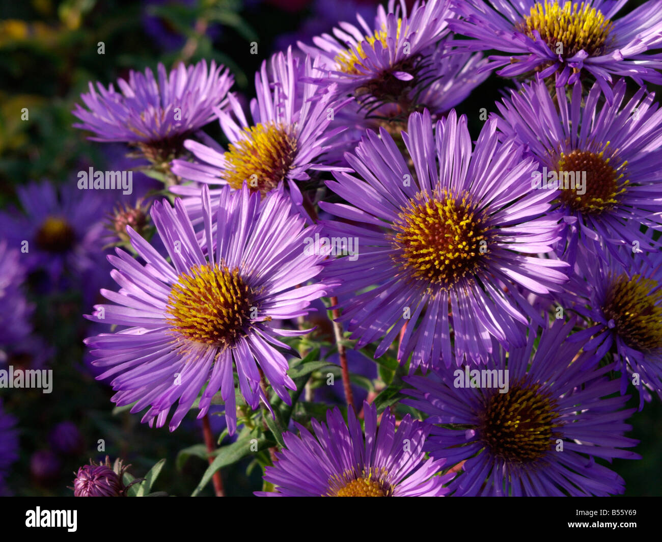 Michaelmas daisy (Aster novi-belgii 'Bonningdale') Stock Photo