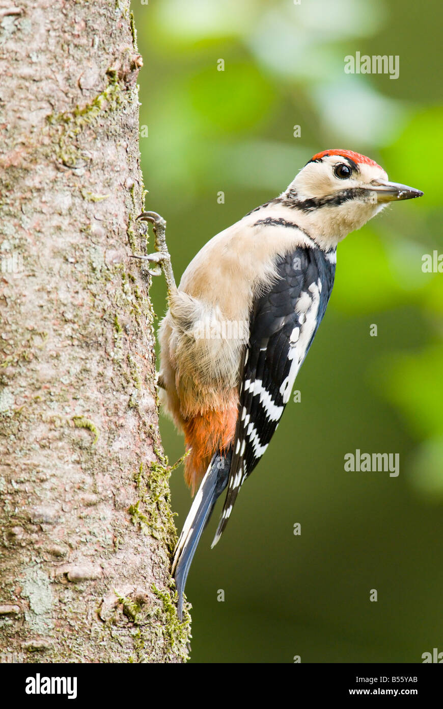 Great spotted woodpecker clinging to tree trunk Stock Photo