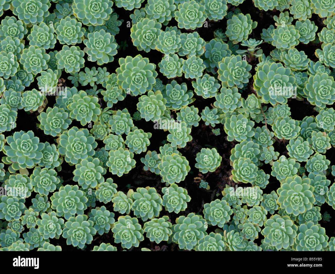 Gray stonecrop (Sedum pachyclados syn. Rhodiola pachyclados) Stock Photo