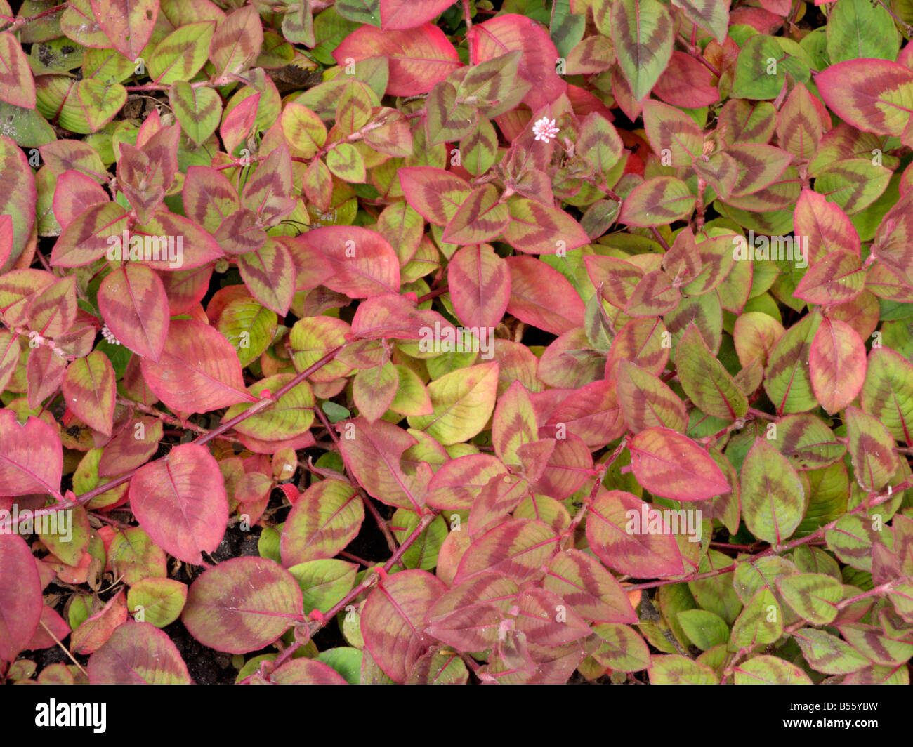 Pinkhead smartweed (Persicaria capitata) Stock Photo