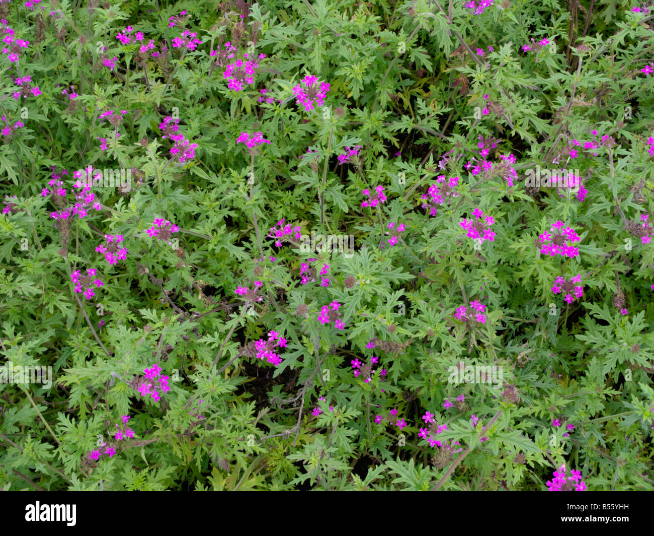 Canadian vervain (Verbena canadensis syn. Glandularia canadensis) Stock Photo