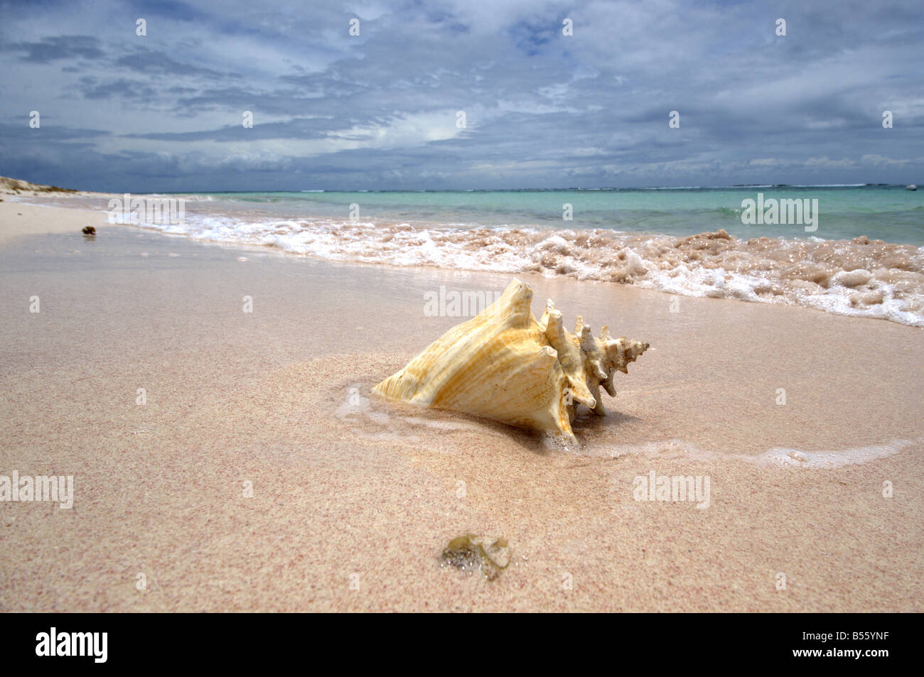 A Conch Shell on the beach at Point of Sand Little Cayman Stock Photo