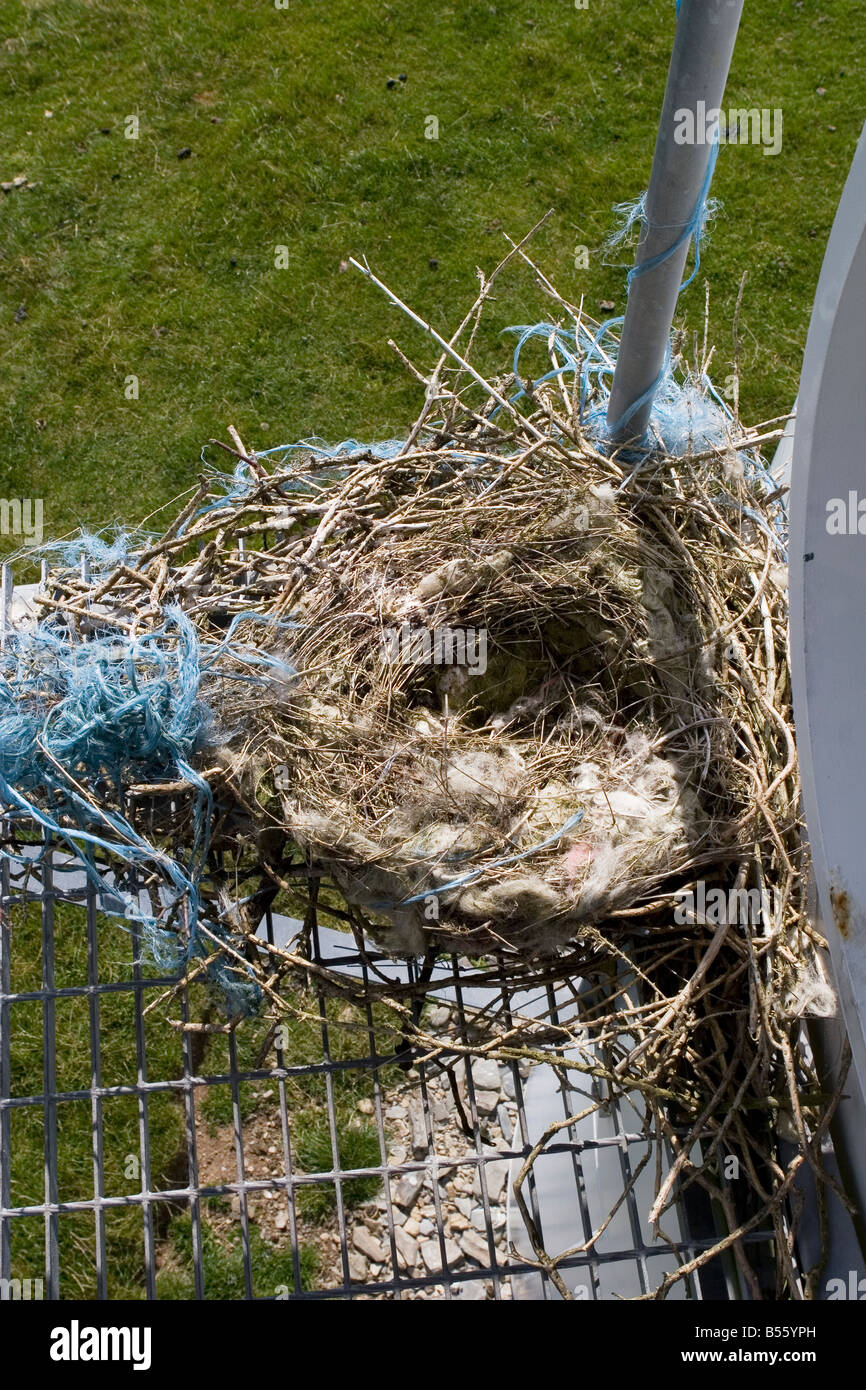 Large birds nest on windfarm turbine access platform Mynydd Gorddu Wind