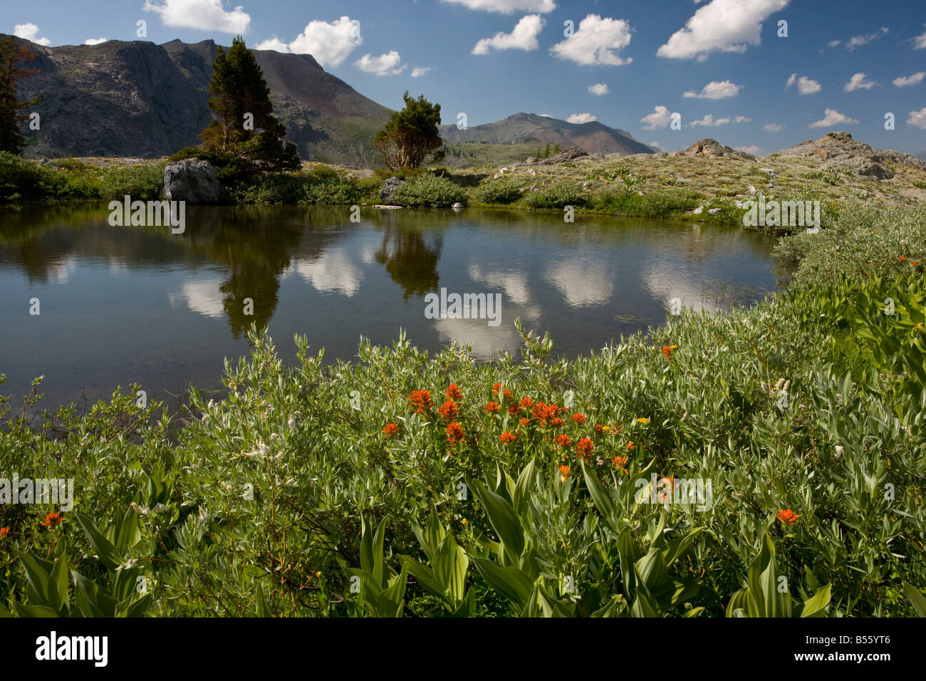 Small lake surrounded by flowers in the Sierra Nevada Carson Pass area California Stock Photo