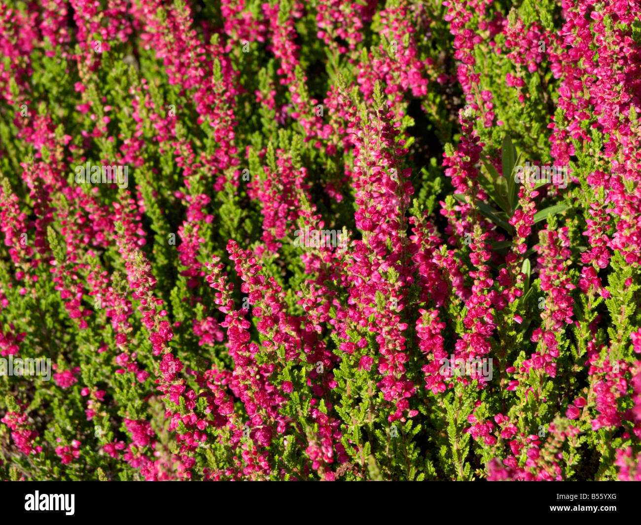 Common heather (Calluna vulgaris 'Dark Beauty') Stock Photo