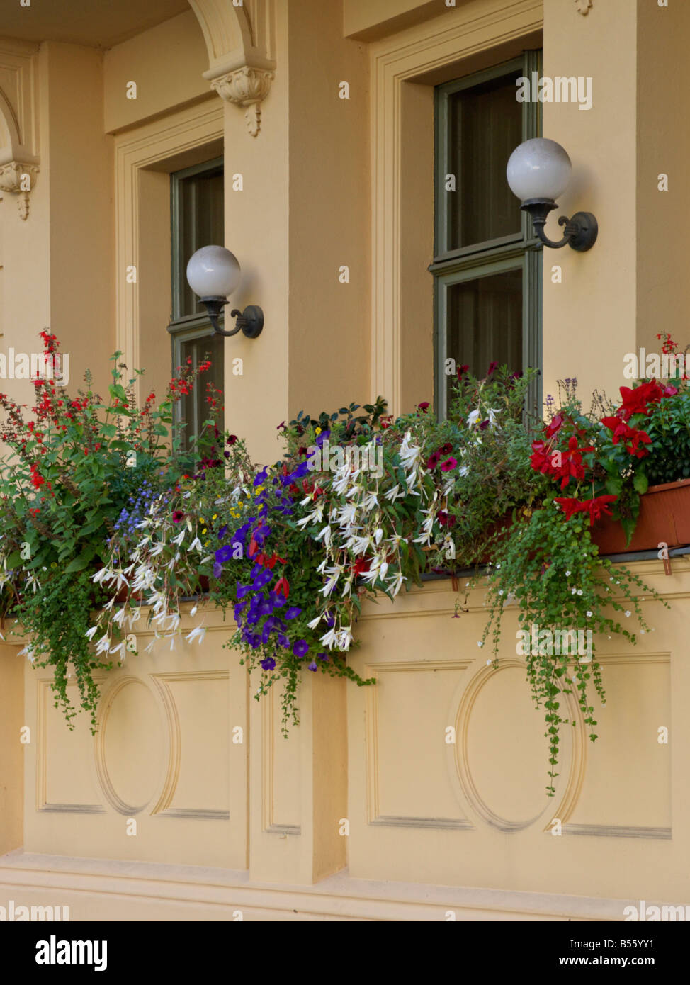 Begonias (Begonia), Calibrachoa and sages (Salvia) Stock Photo