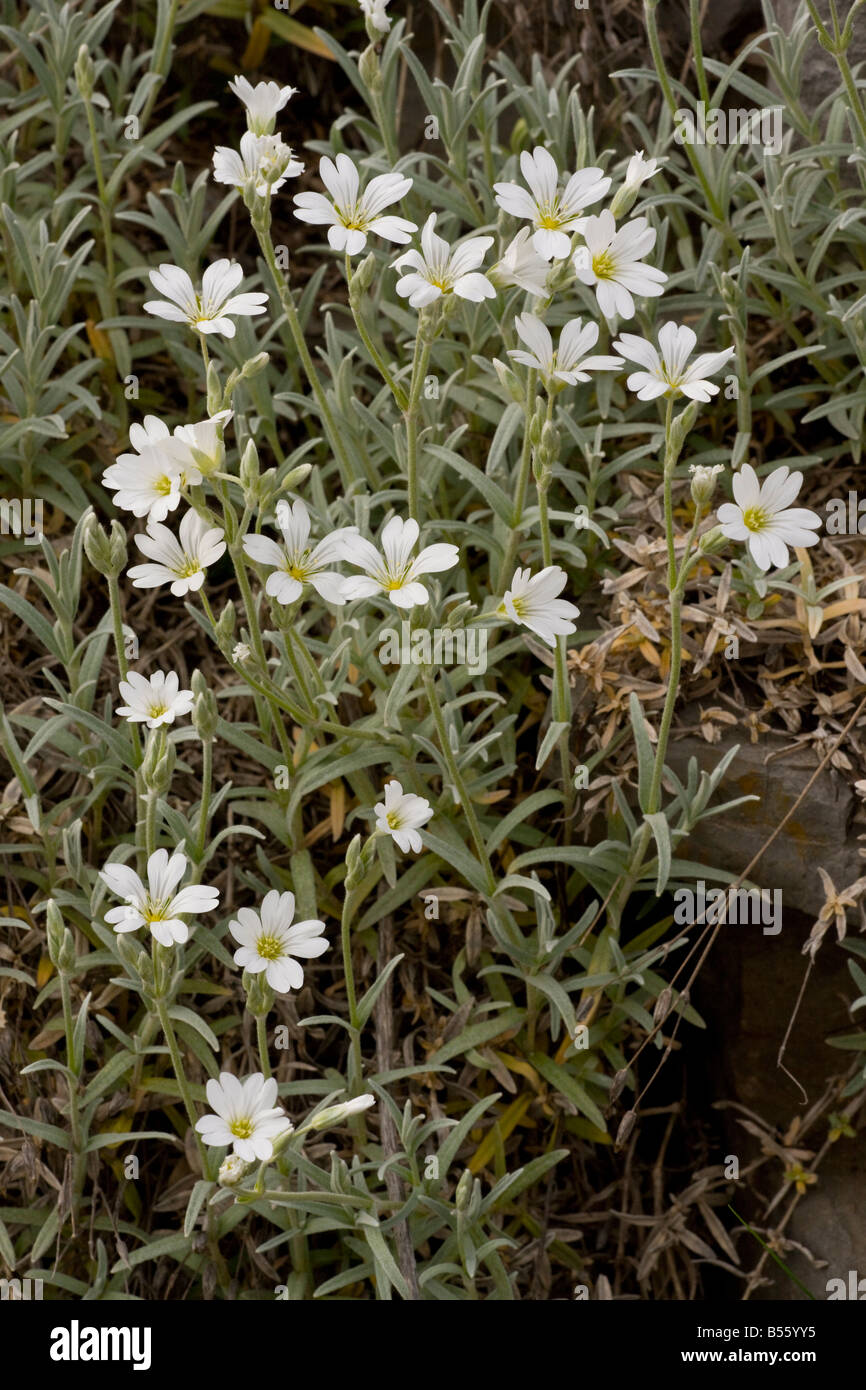 Snow in summer or Dusty Miller Cerastium tomentosum from Italy naturalised in France Stock Photo