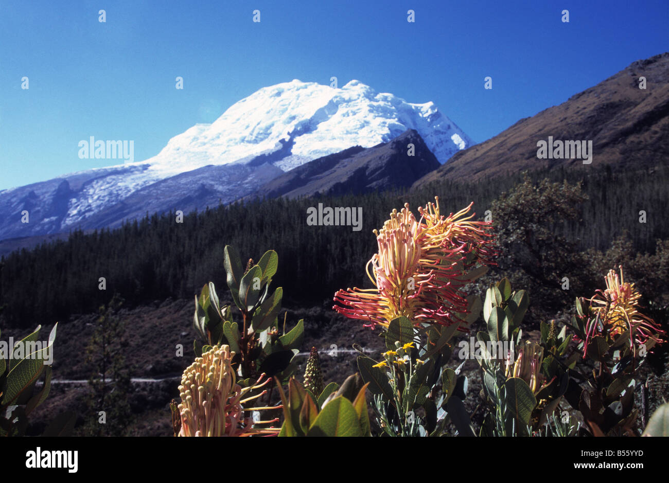 ' Llama Llama ' or Oreocallis grandiflora flower, Mt Huascaran in background, Cordillera Blanca, Peru Stock Photo