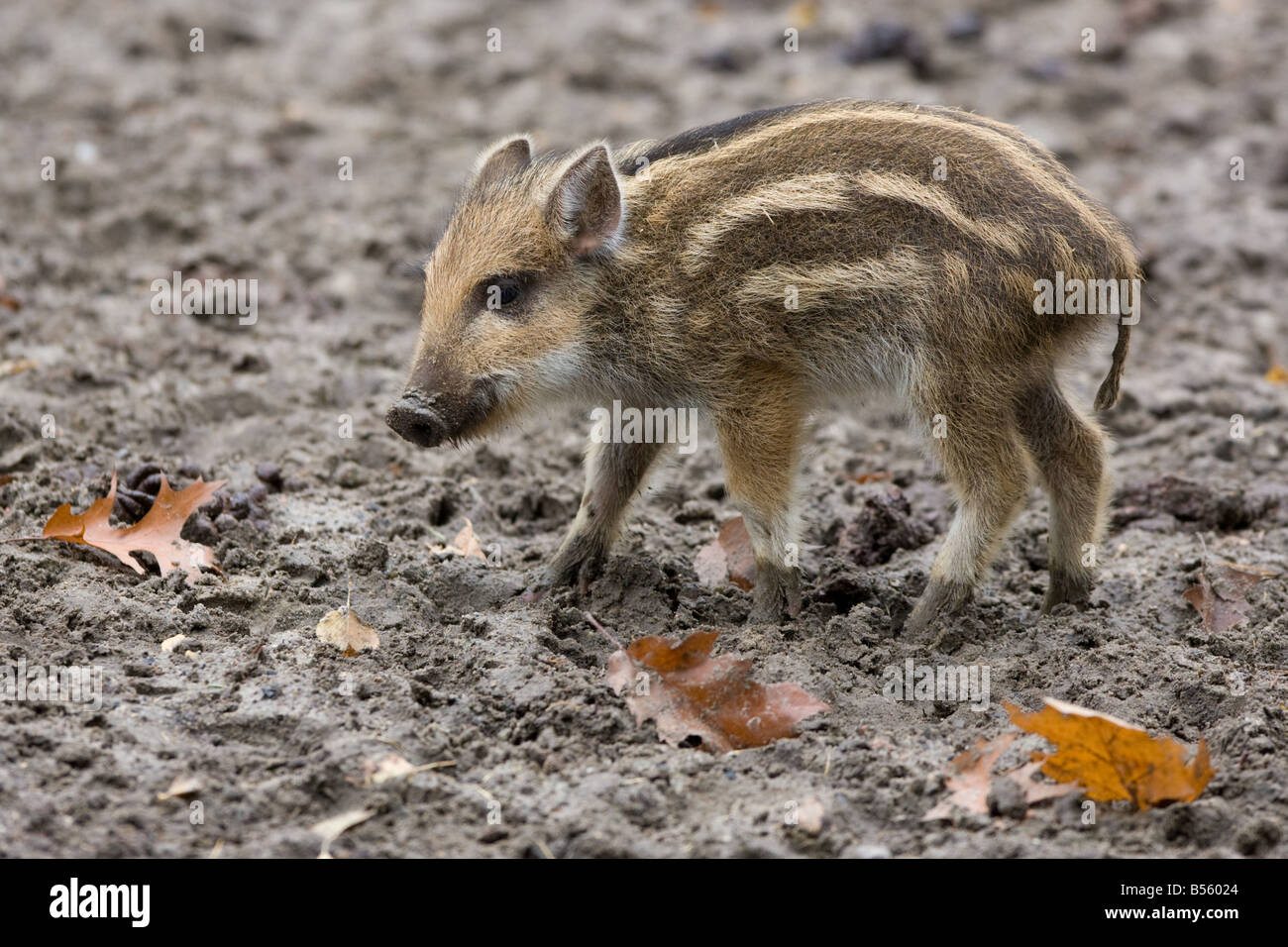 Piglet Wild Boar baby - Sus scrofa Stock Photo