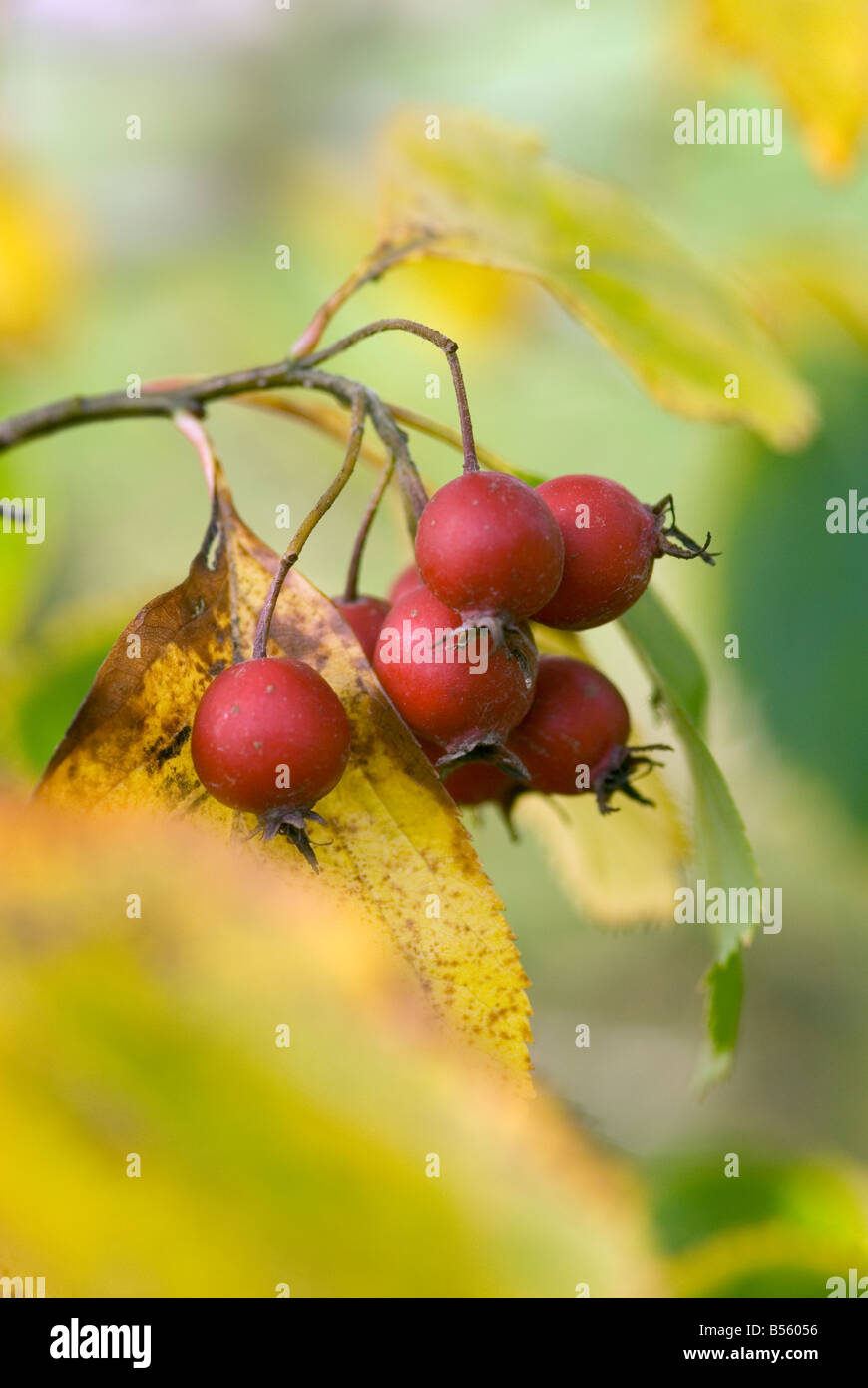 CRATAEGUS PRUNIFOLIA BROAD LEAVED COCKSPUR THORN Stock Photo