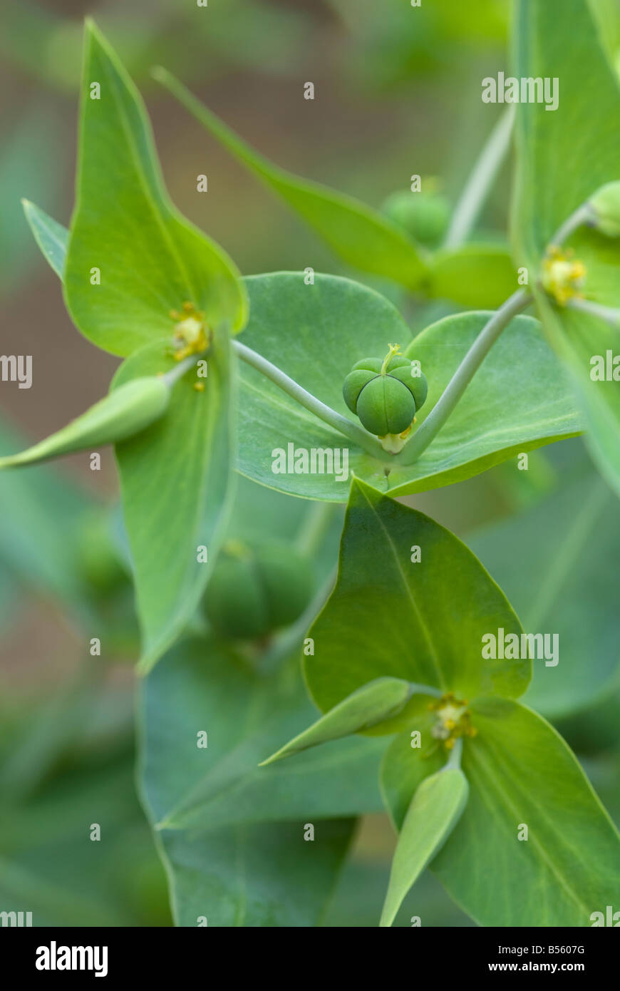 EUPHORBIA LATHYRUS CAPER SPURGE Stock Photo