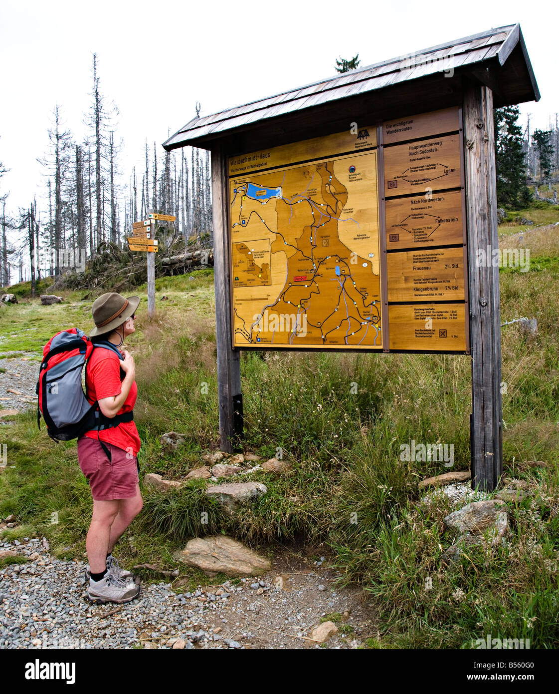 Woman walker reading map and sign for footpaths on mount Rachel Bavaria Bayerischer Wald Bavaria Germany Stock Photo