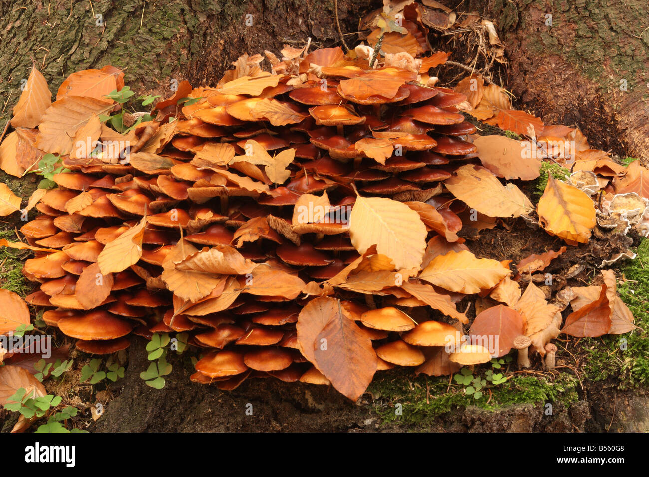 Honey mushroom Armillaria Stock Photo