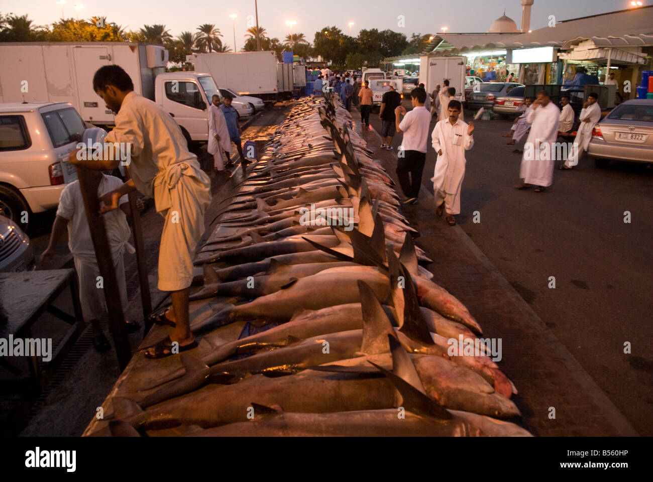 Sharks on the Dubai fish market Stock Photo Alamy