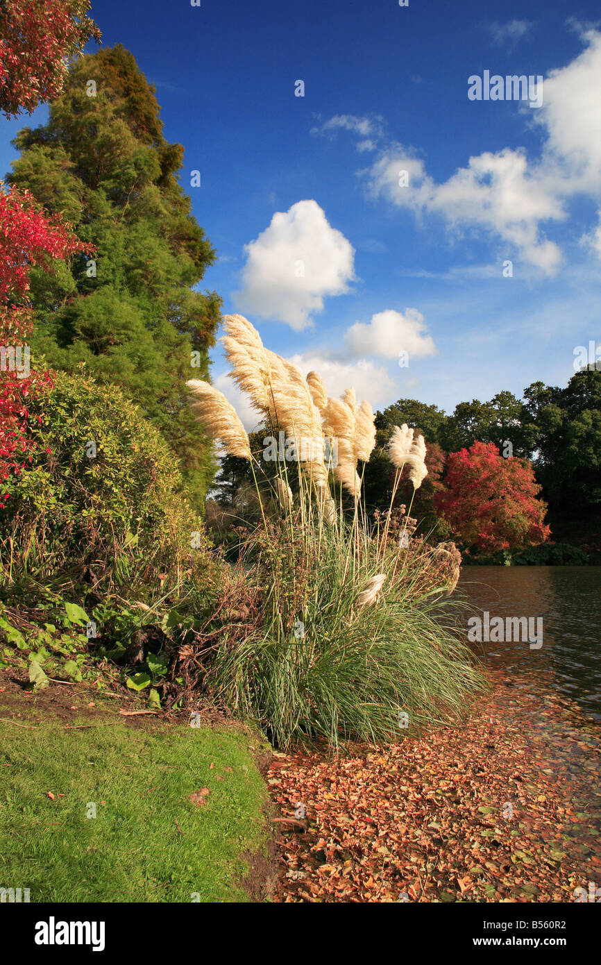 Pampas grass england hires stock photography and images Alamy