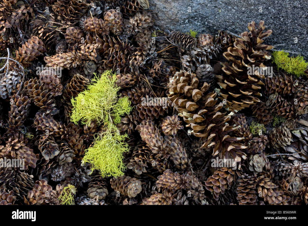 Fallen Mountain Hemlock and Western White pine cones with Wolf lichen Letharia vulpina used as a source of dye also poisonous Stock Photo