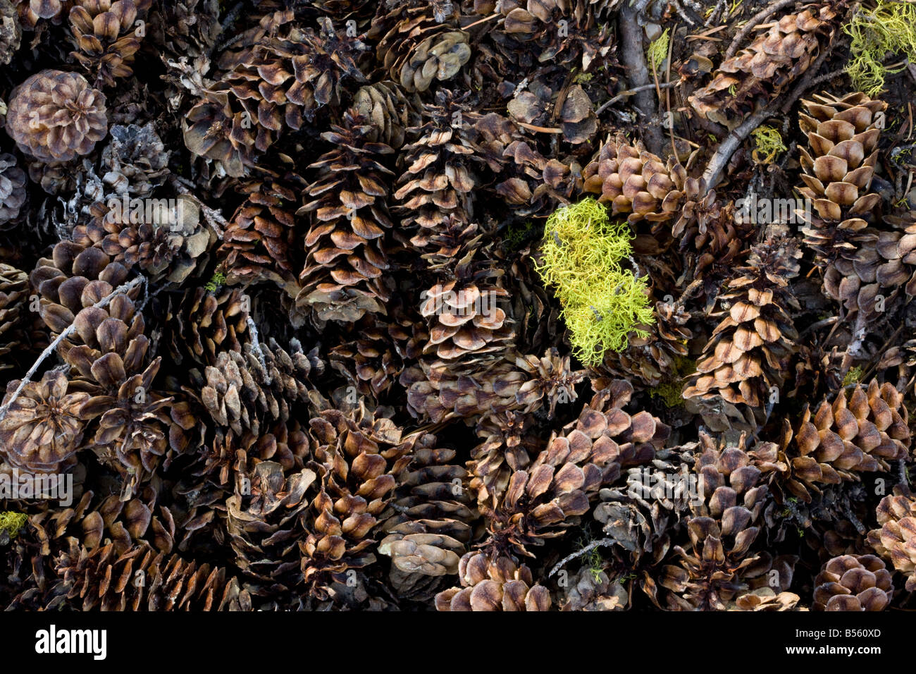 Fallen cones of Mountain Hemlock Tsuga mertensiana Mount Lassen California Stock Photo