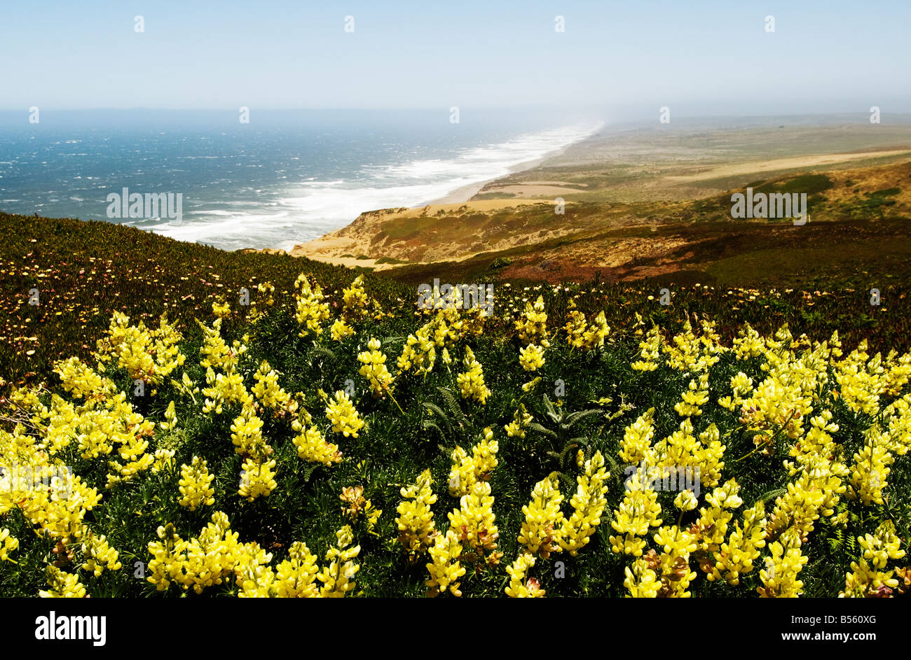 California San Francisco Yellow lupine wildflowers at Point Reyes in Marin County. Stock Photo