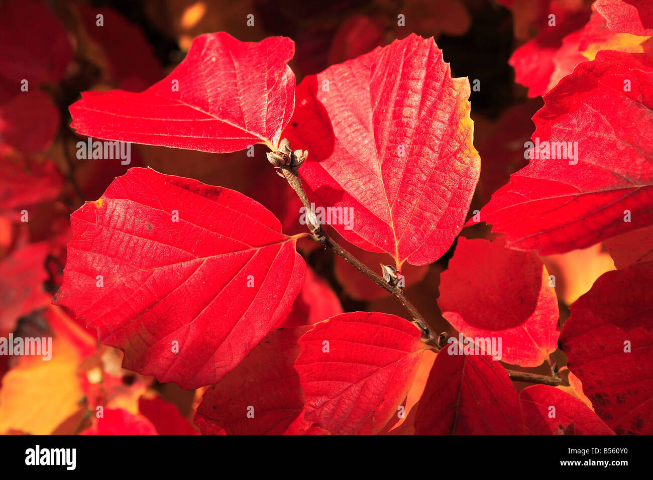 Red leaves of Fothergilla major tree Stock Photo